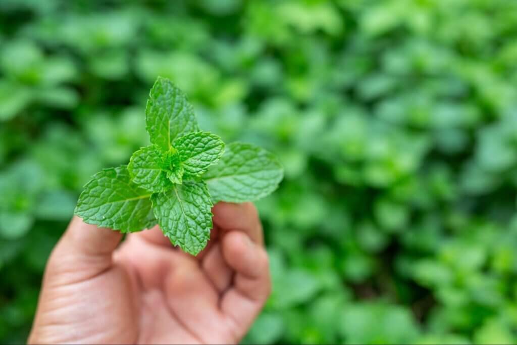 薄荷