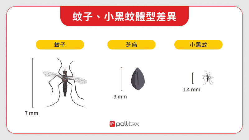蚊子、小黑蚊體型差異